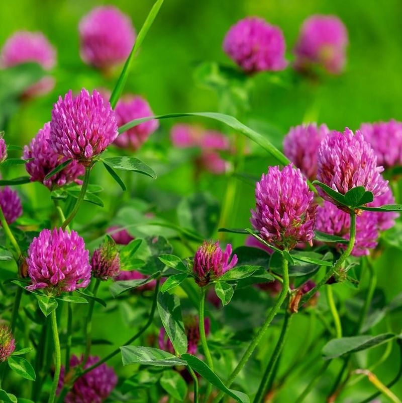 Red Clover Improves Soil And Attracts Pollinators