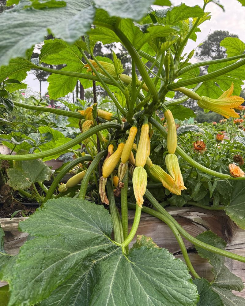 Quick Producing Summer Squash