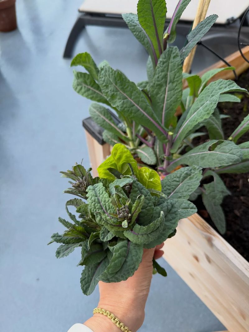 Spinach And Kale Thrive In March