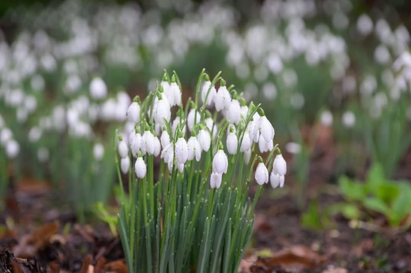 Snowdrop With Their Delicate White Blooms