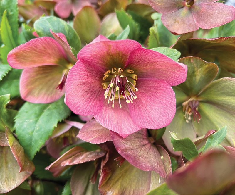 Hellebores (Helleborus Spp.)