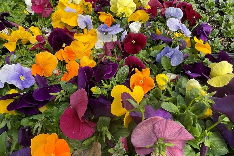 Pansies Provide Easy Cold Season Greens