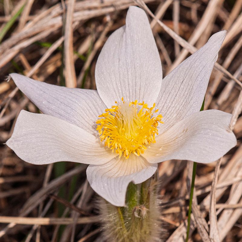 Pasque Flower Opens Silky Blooms In Cool Spring Weather