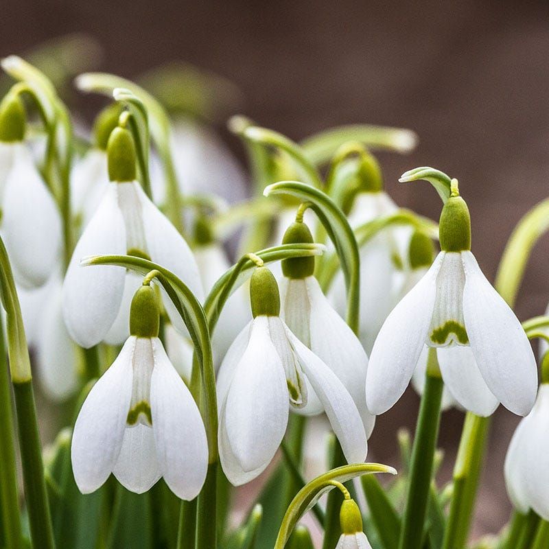 Snowdrops Appear As Winter's First White Gems
