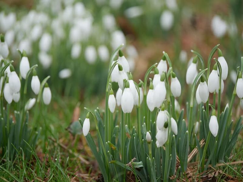 Snowdrops That Brave The Last Frost