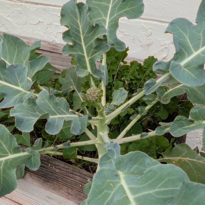 Broccoli With Towering Green Crowns