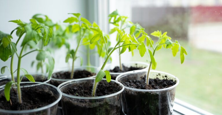 Crops Oregon Gardeners Should Start Indoors Right Now
