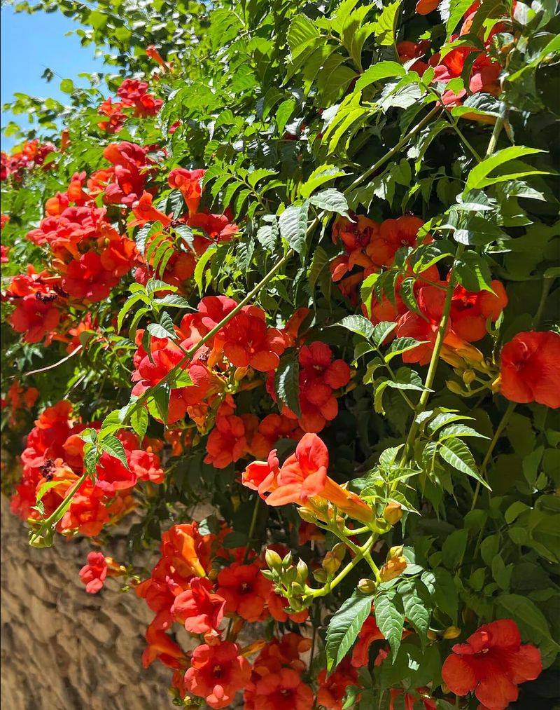 Trumpet Vine (Campsis Radicans)