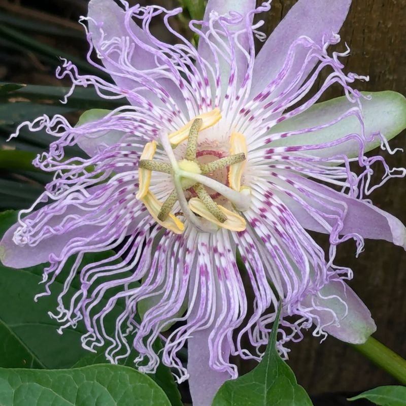 Purple Passionflower Brings Exotic Butterfly Friendly Blooms