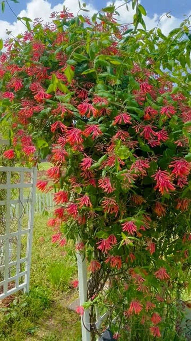 Coral Honeysuckle Covers Fences And Attracts Hummingbirds