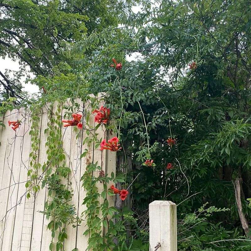 Trumpet Creeper Grows Fast And Feeds Hummingbirds