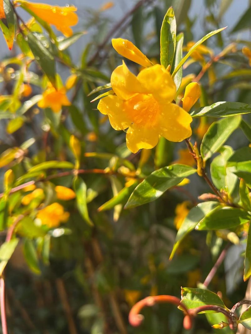Carolina Jessamine Brings Early Color With Southern Charm