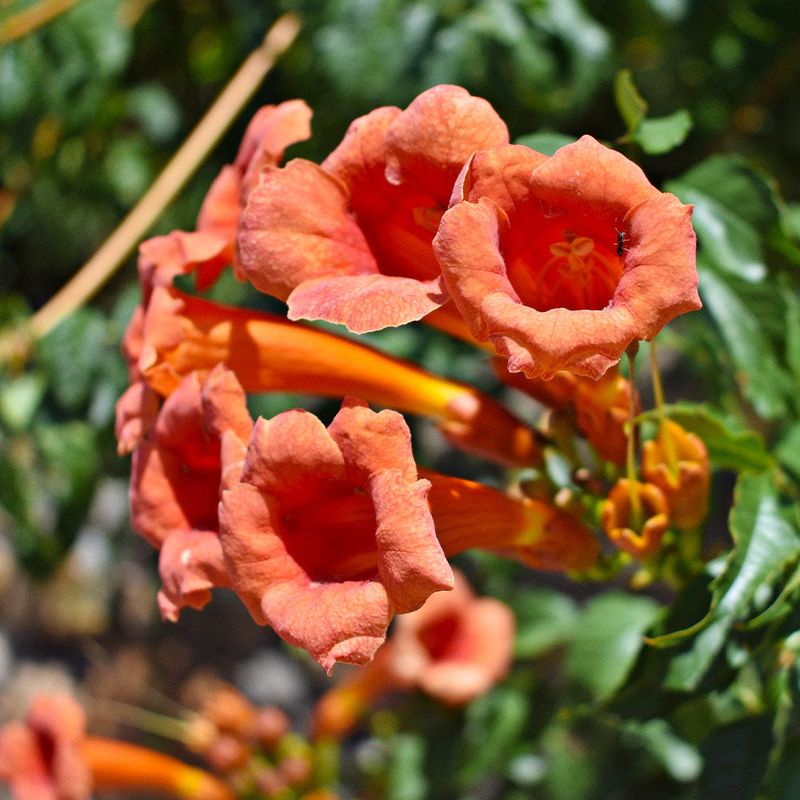 Bright Trumpet Flowers Bring Bold Seasonal Color