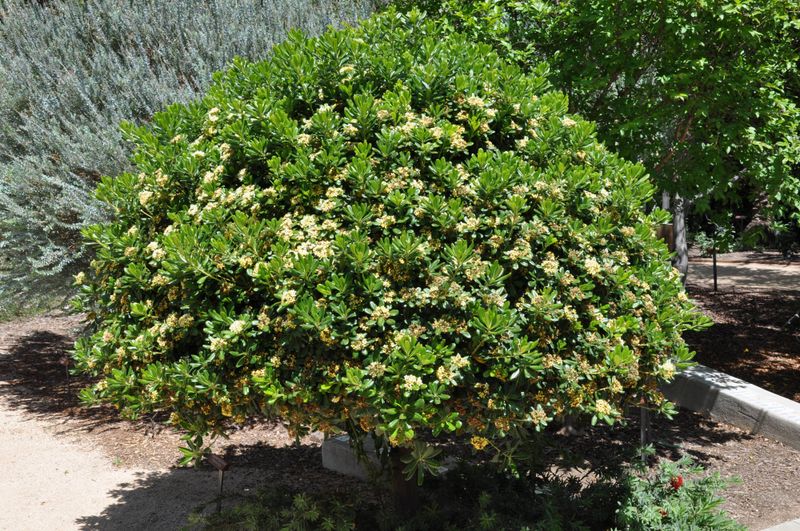 Pittosporum Quickly Gets Bigger Than Expected