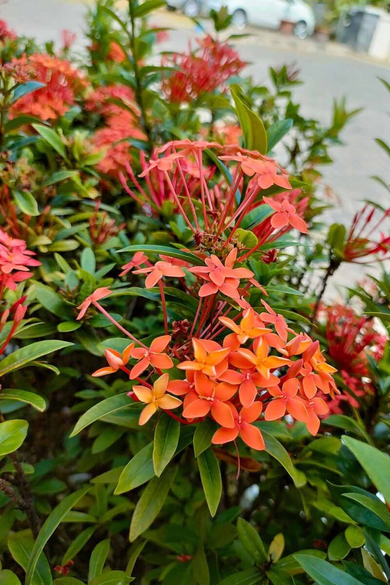 Relocate Ixora Before Heat Stress Begins