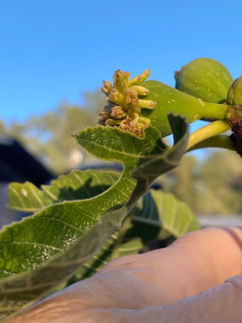 Pollination Type Can Matter More Than Many Gardeners Realize