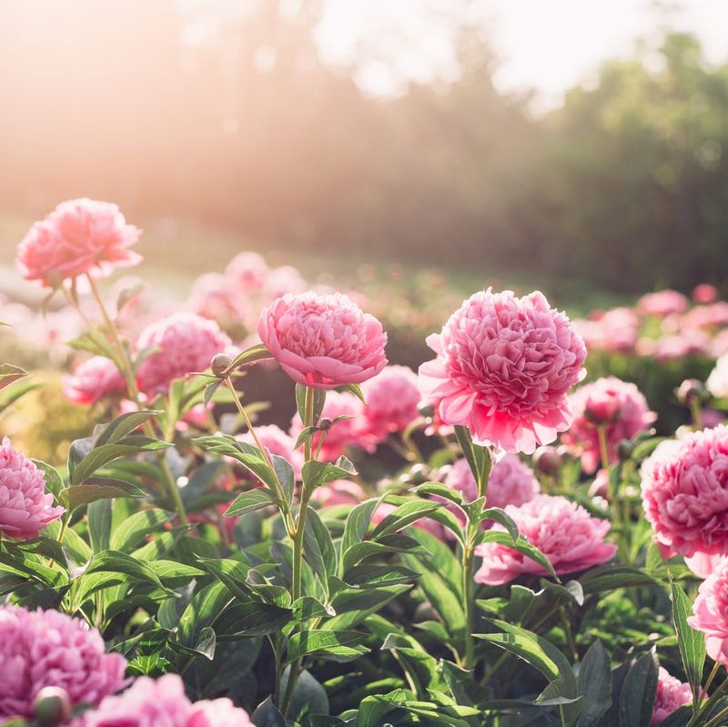 Young Peonies Sometimes Need More Time Than Gardeners Expect