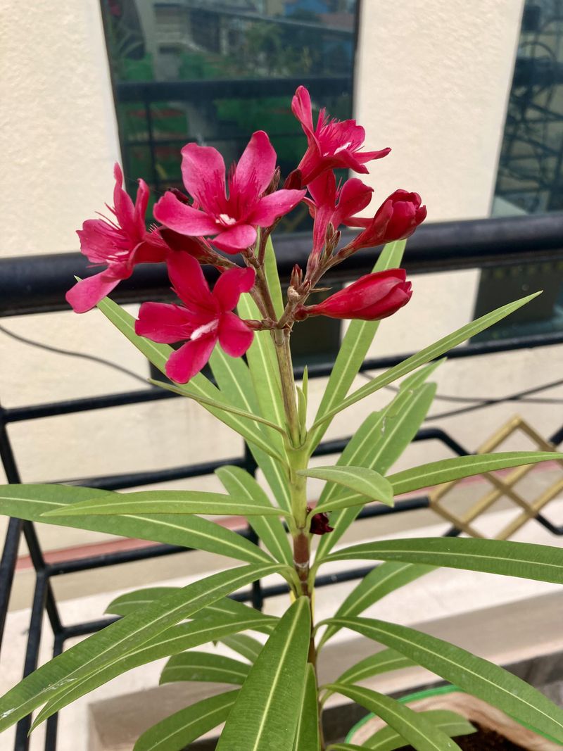 Too Much Fertilizer Causes Excess Leaf Growth