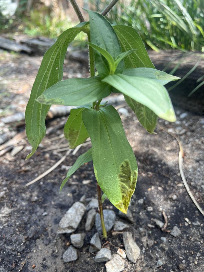 Poor Air Circulation Can Encourage Common Garden Fungal Issues
