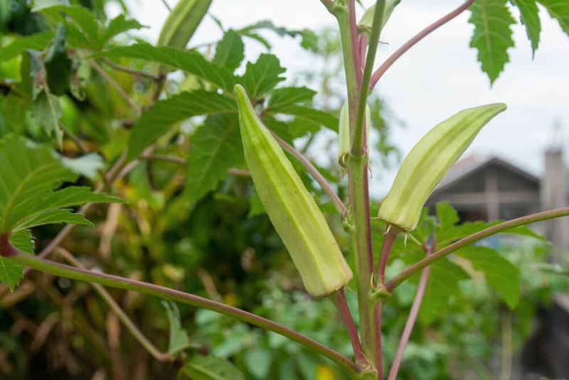 Okra