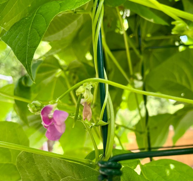 Green Beans Yield Sweet Pods And Climb Or Spread Easily