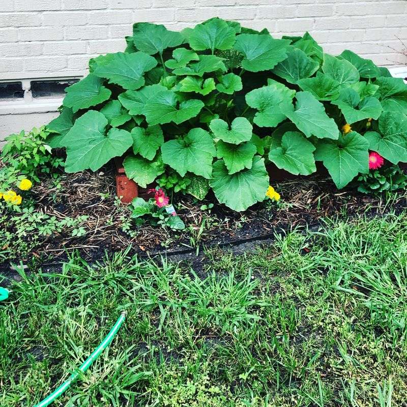 Squash Leaves Can Smother Zinnias In A Hurry