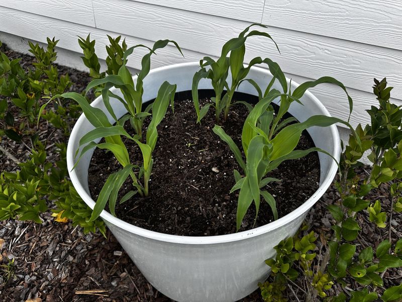 Sweet Corn Reaches New Heights In Your Container Garden