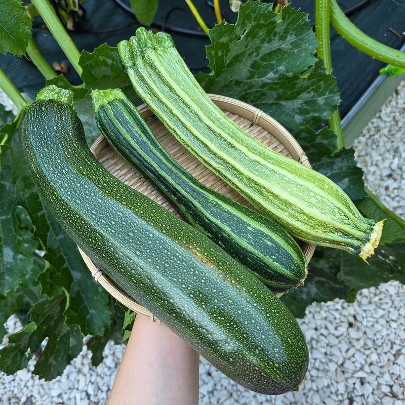 Squash (Cucurbita pepo)