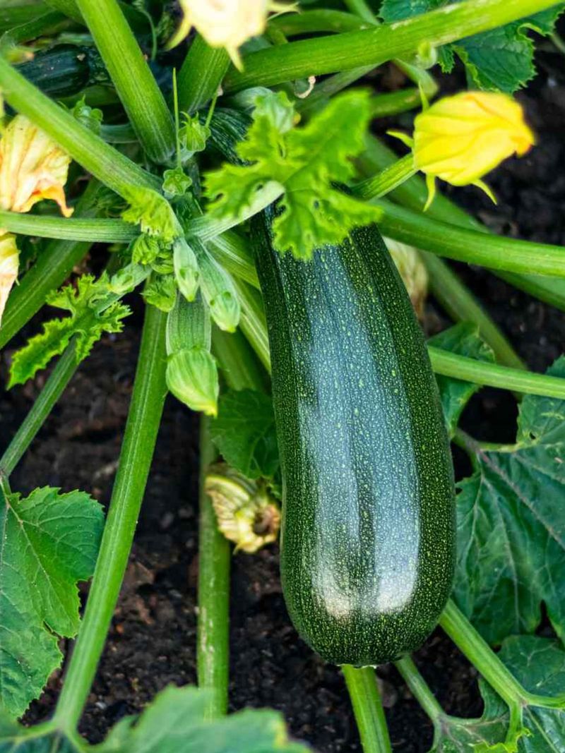 Squash Grows Rapidly Once Soil Warms In Spring