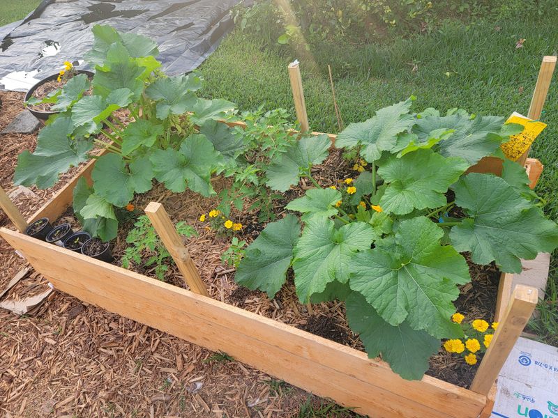 Summer Squash Produces Abundant Early Crops