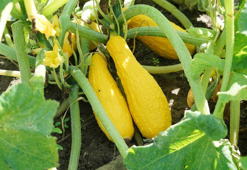 Summer Squash Gets Off To A Strong Start In Florida Gardens