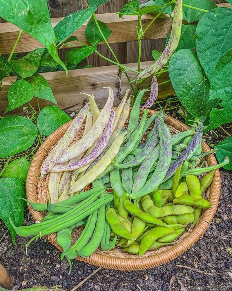 Bush Beans Deliver Fast And Reliable Warm Season Harvests
