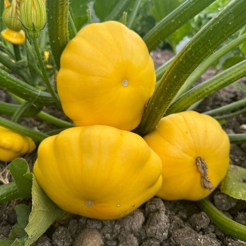 Summer Squash Takes Off In Warm March Soil