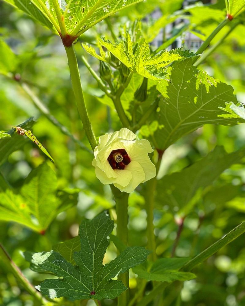 Okra With Tall Stalks And Tender Pods