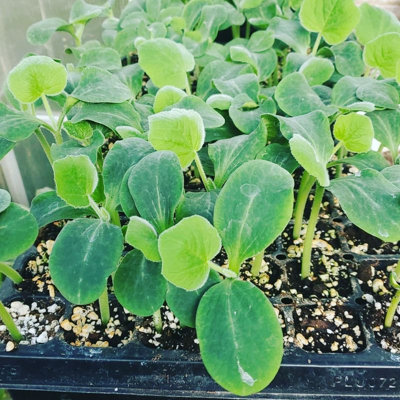 Squash Producing Nonstop Bounty