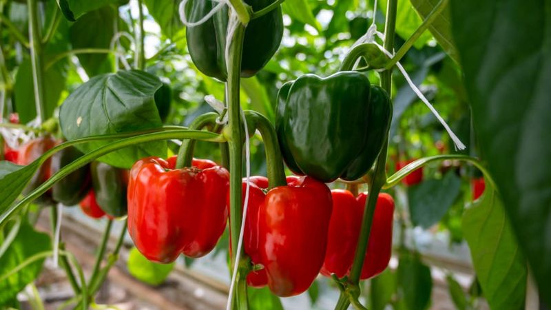Peppers That Invite Tomato Problems