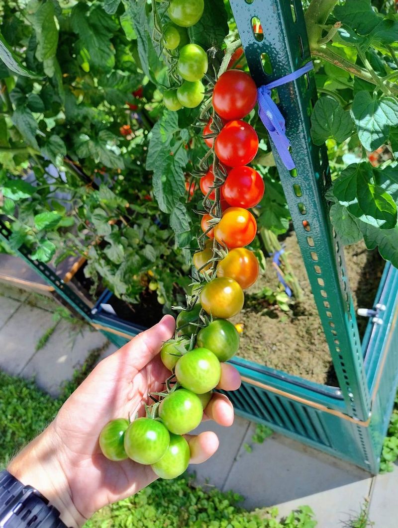 Cherry Tomatoes