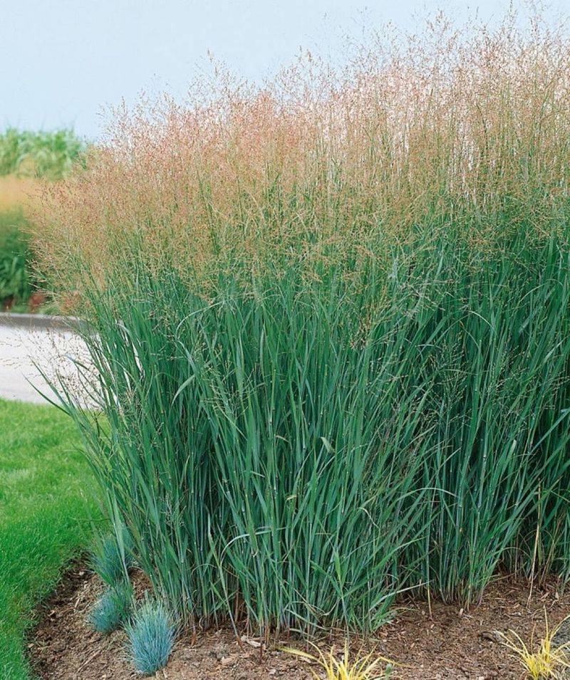 Switchgrass Adds Structure That Ohio Rain Gardens Actually Need