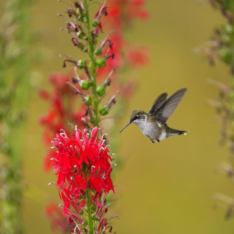 Cardinal Flower Prefers Moist Clay Conditions