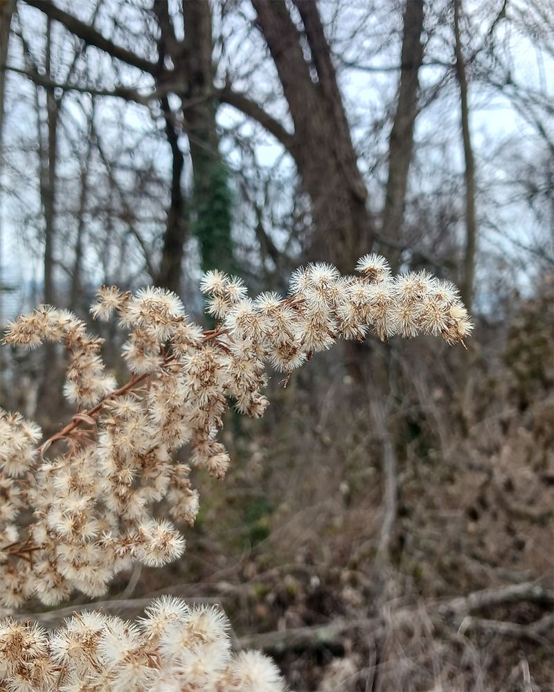 Goldenrod Proves Fall Seed Heads Earn Their Space