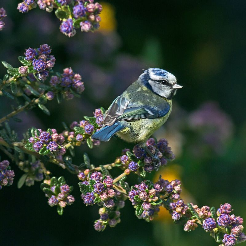 California Lilac Adds Nectar-Rich Flowers And Safe Nesting Spots