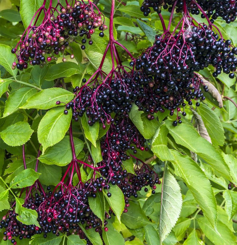Elderberries 
