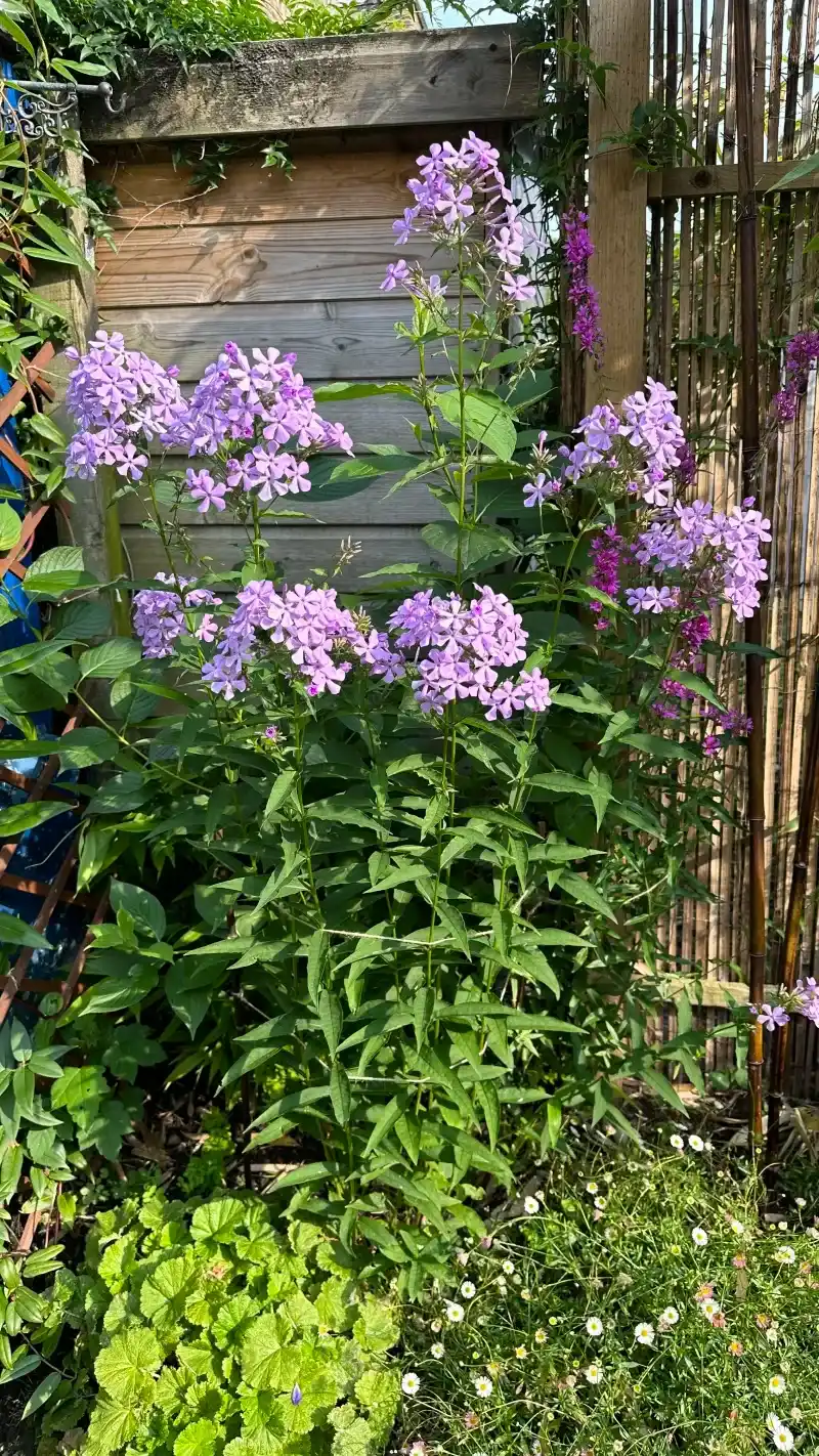 Trim Garden Phlox While Growth Is Still Low