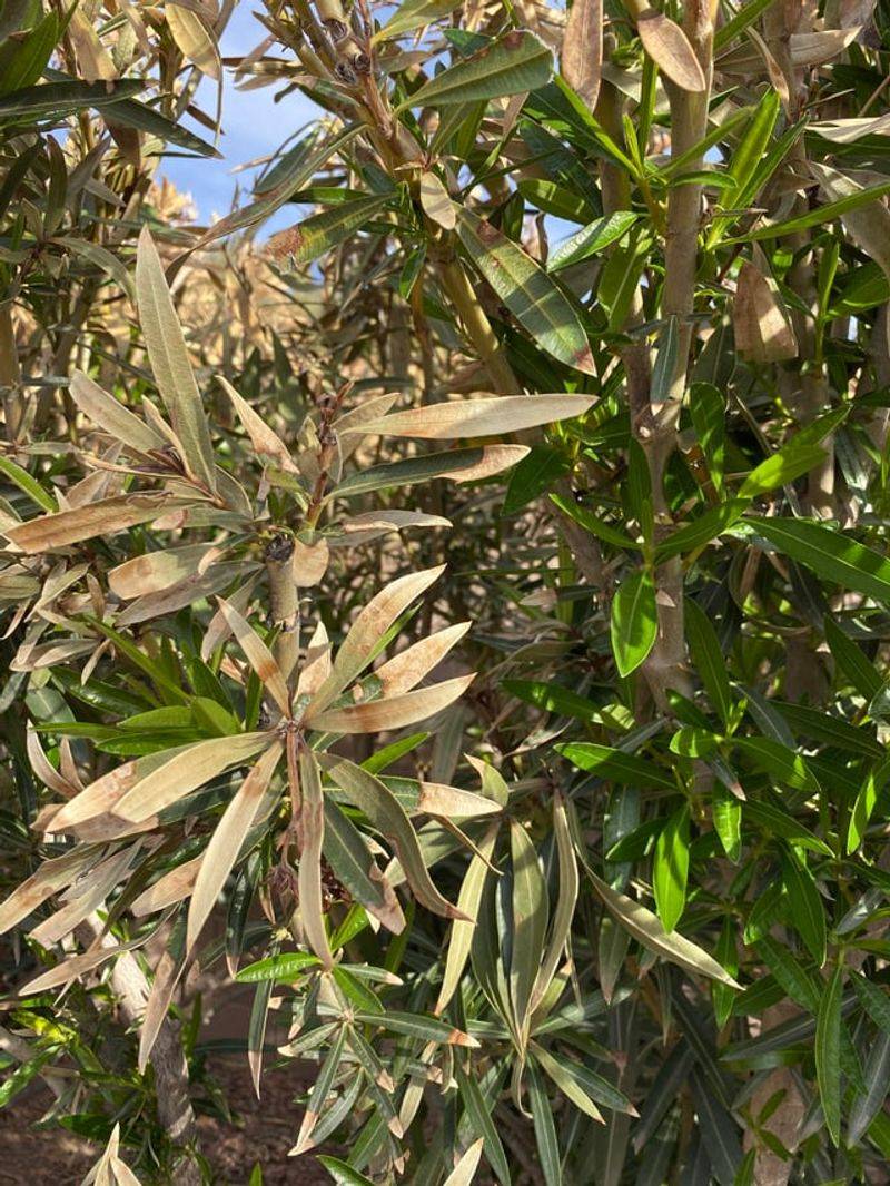 Remove Weak Or Split Stems After Cold Injury