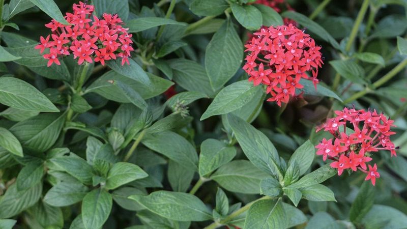 Trim Pentas To Encourage Bushy Blooms
