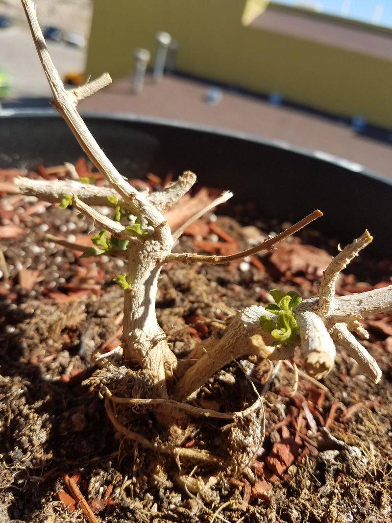 Trim Weak Or Brittle Stems Near The Base