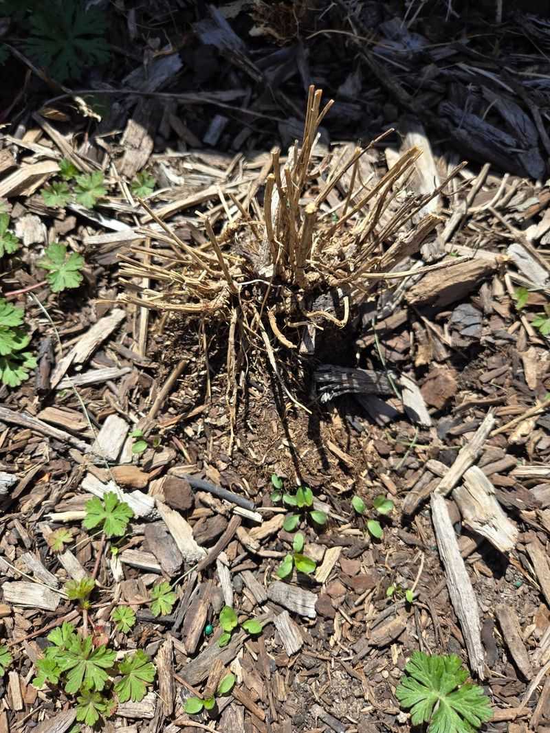 Clear Away Winter Debris Around The Base