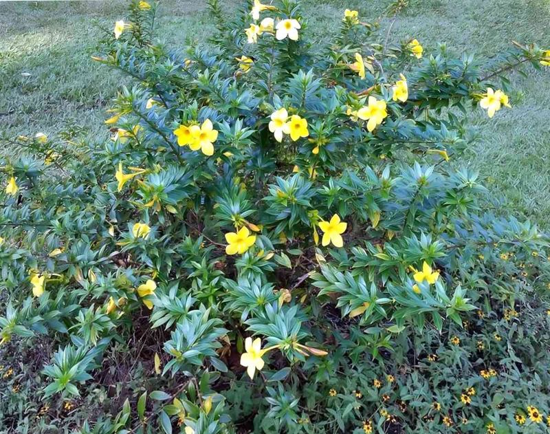 Prune Allamanda Before Spring Growth Takes Off