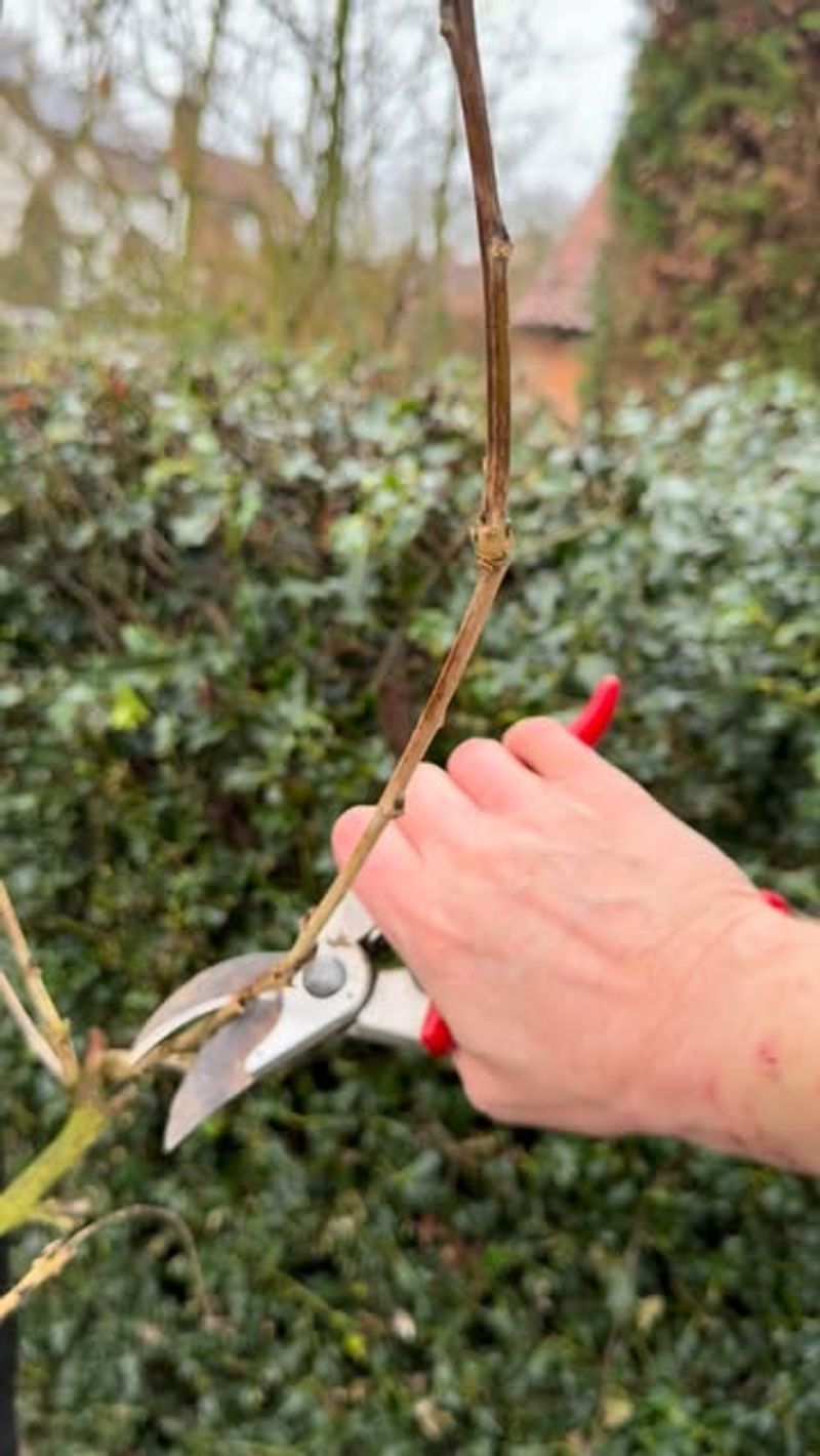 Remove Tangled Or Overcrowded Growth First