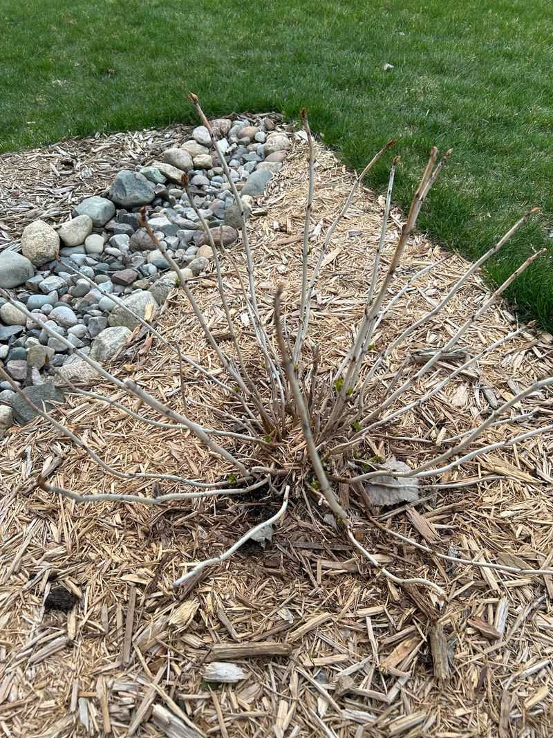 Go Easy On Bigleaf And Oakleaf Hydrangeas In March